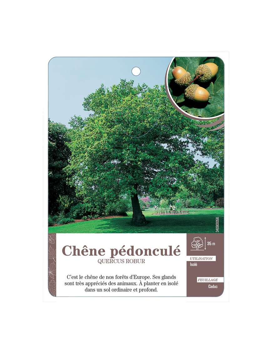 QUERCUS ROBUR VOIR CHÊNE PÉDONCULÉ