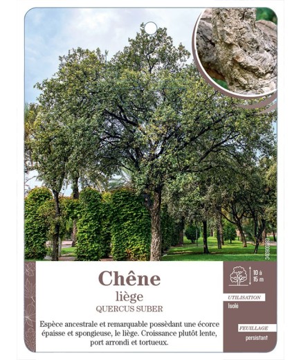QUERCUS SUBER VOIR CHÊNE LIÈGE