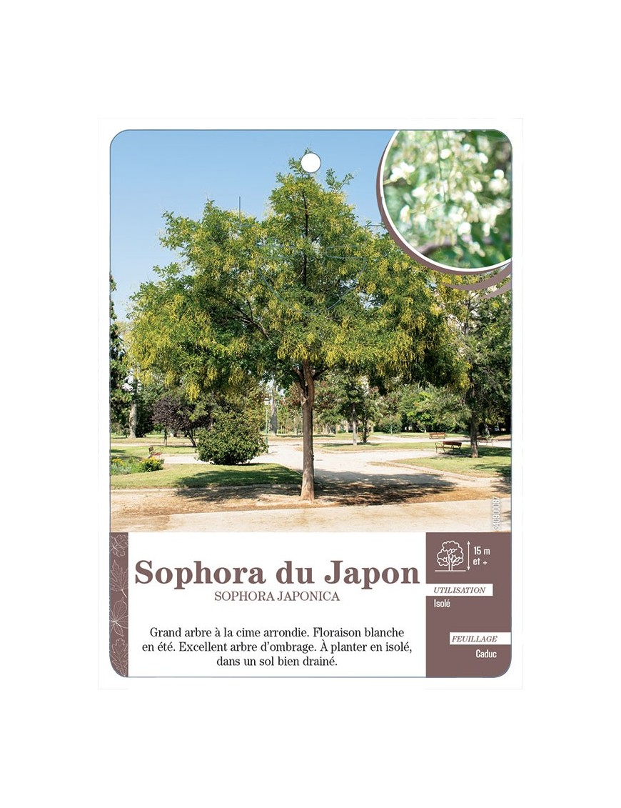 SOPHORA DU JAPON
