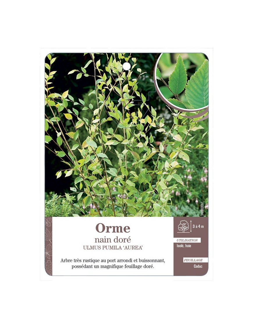 ULMUS PUMILA AUREA VOIR ORME NAIN DORÉ