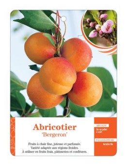 ABRICOTIER ‘BERGERON’