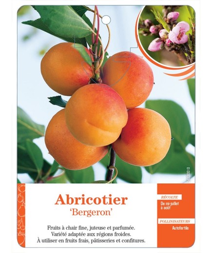 ABRICOTIER ‘BERGERON’