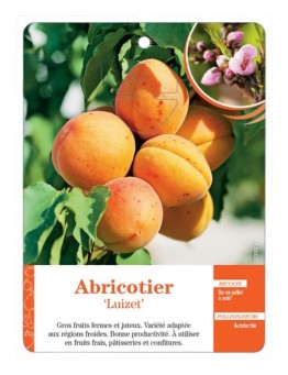 ABRICOTIER ‘LUIZET’