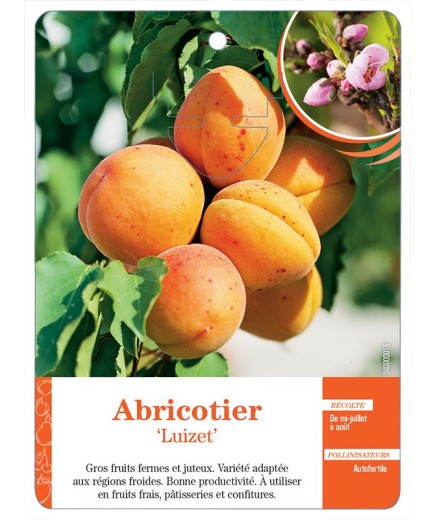 ABRICOTIER ‘LUIZET’