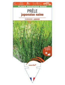EQUISETUM scirpoides voir Prêle japonaise naine