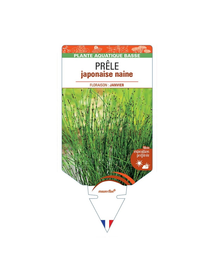 EQUISETUM scirpoides voir Prêle japonaise naine