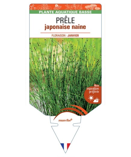 EQUISETUM scirpoides voir Prêle japonaise naine
