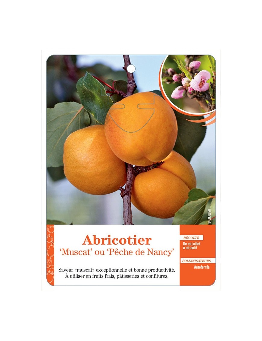 ABRICOTIER ‘MUSCAT’ OU ‘PÊCHE DE NANCY’