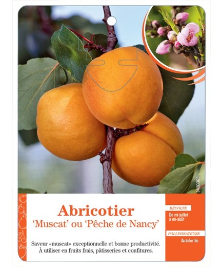 ABRICOTIER ‘MUSCAT’ OU ‘PÊCHE DE NANCY’