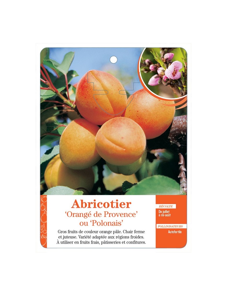 ABRICOTIER ‘ORANGÉ DE PROVENCE’ OU ‘POLONAIS’