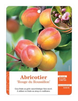ABRICOTIER ‘ROUGE DU ROUSSILLON’