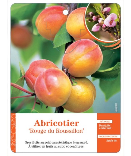 ABRICOTIER ‘ROUGE DU ROUSSILLON’