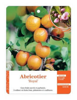 ABRICOTIER ‘ROYAL’ *
