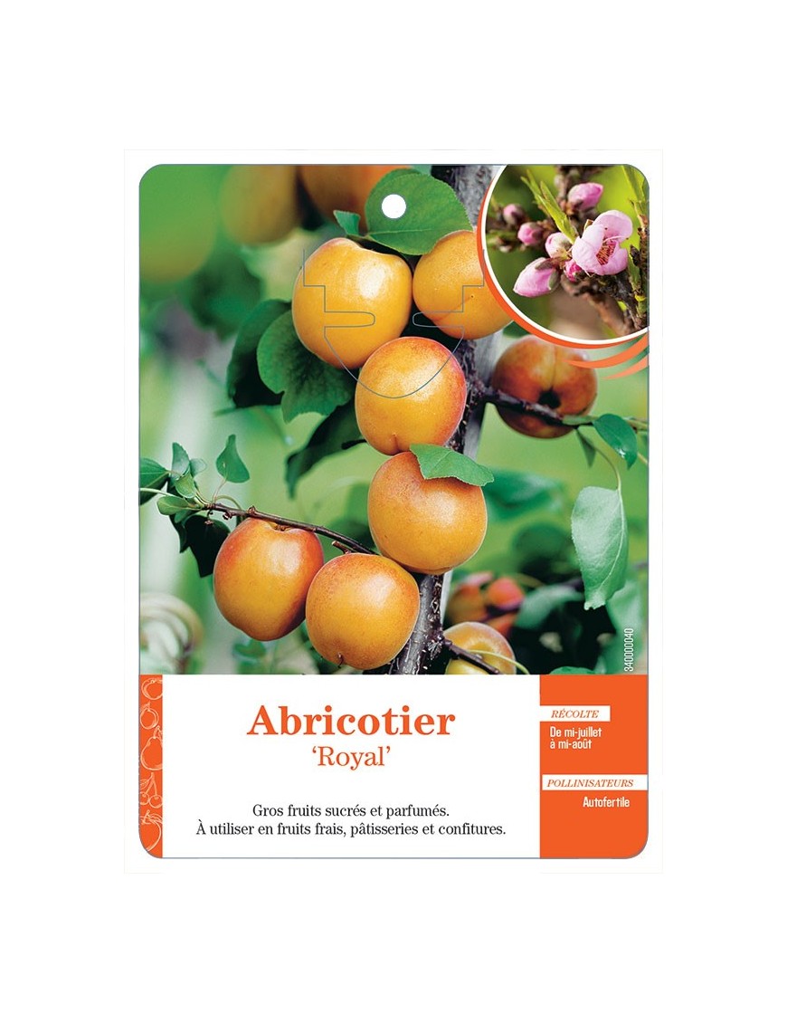 ABRICOTIER ‘ROYAL’ *