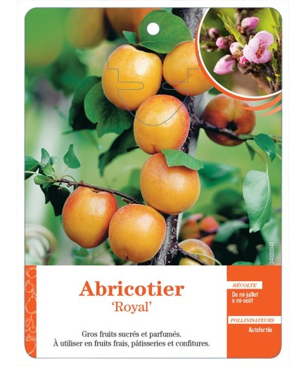 ABRICOTIER ‘ROYAL’ *