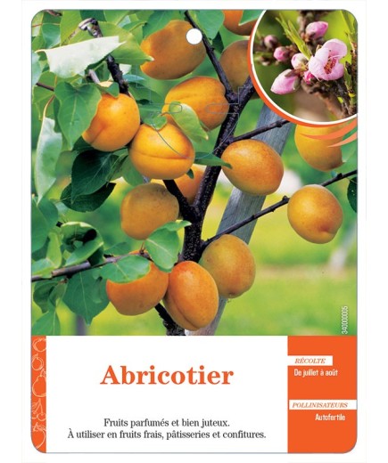 ABRICOTIER (SANS NOM)