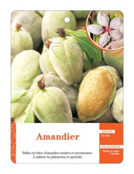 AMANDIER