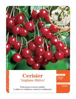 CERISIER ‘ANGLAISE HÂTIVE’ *