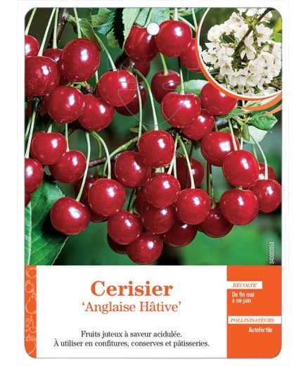 CERISIER ‘ANGLAISE HÂTIVE’ *