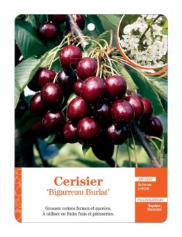 CERISIER ‘BIGARREAU BURLAT’