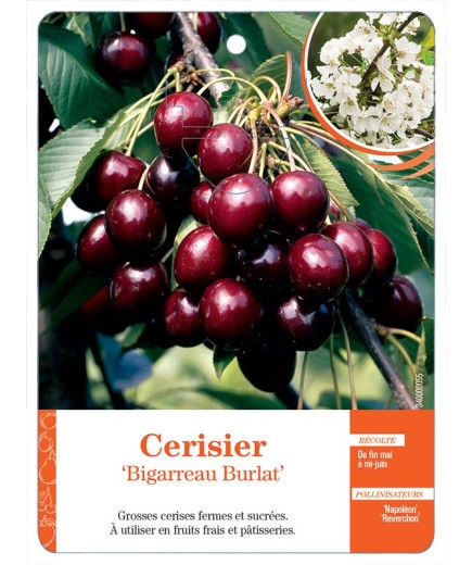 CERISIER ‘BIGARREAU BURLAT’