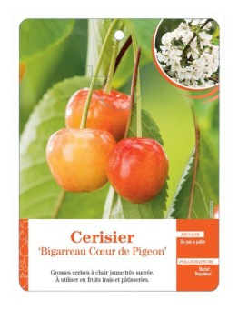 CERISIER ‘BIGARREAU CŒUR DE PIGEON’