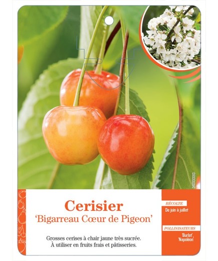 CERISIER ‘BIGARREAU CŒUR DE PIGEON’