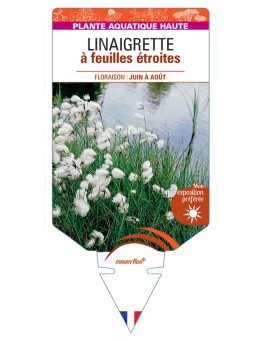 ERIOPHORUM angustifolium voir Linaigrette à feuilles étroites