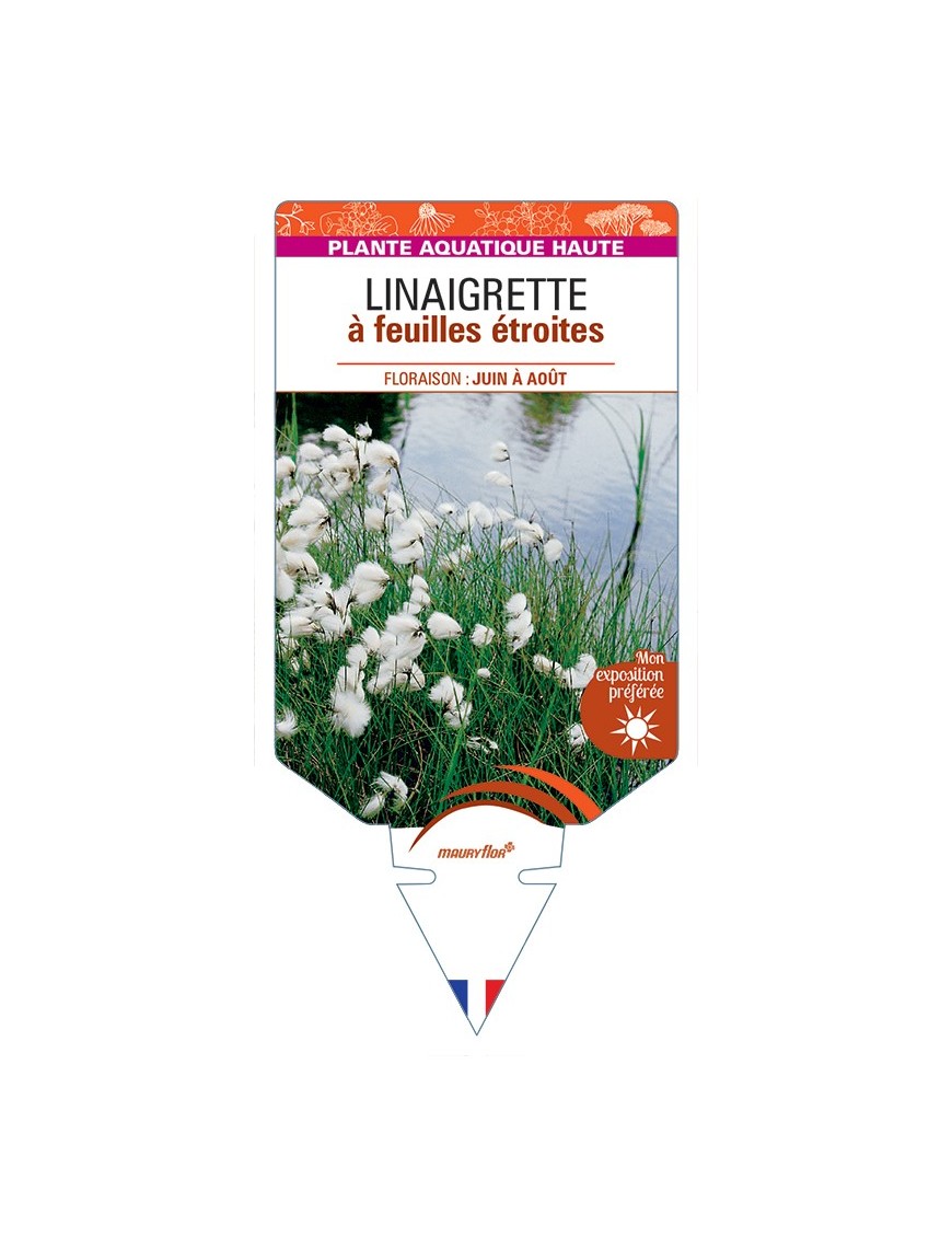 ERIOPHORUM angustifolium voir Linaigrette à feuilles étroites