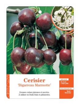 CERISIER ‘BIGARREAU MARMOTTE’ *