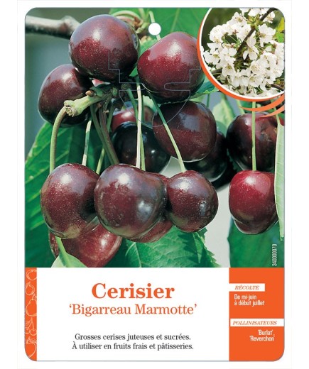 CERISIER ‘BIGARREAU MARMOTTE’ *