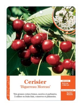 CERISIER ‘BIGARREAU MOREAU’