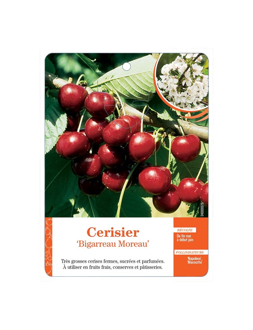 CERISIER ‘BIGARREAU MOREAU’