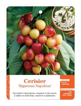 CERISIER ‘BIGARREAU NAPOLÉON’