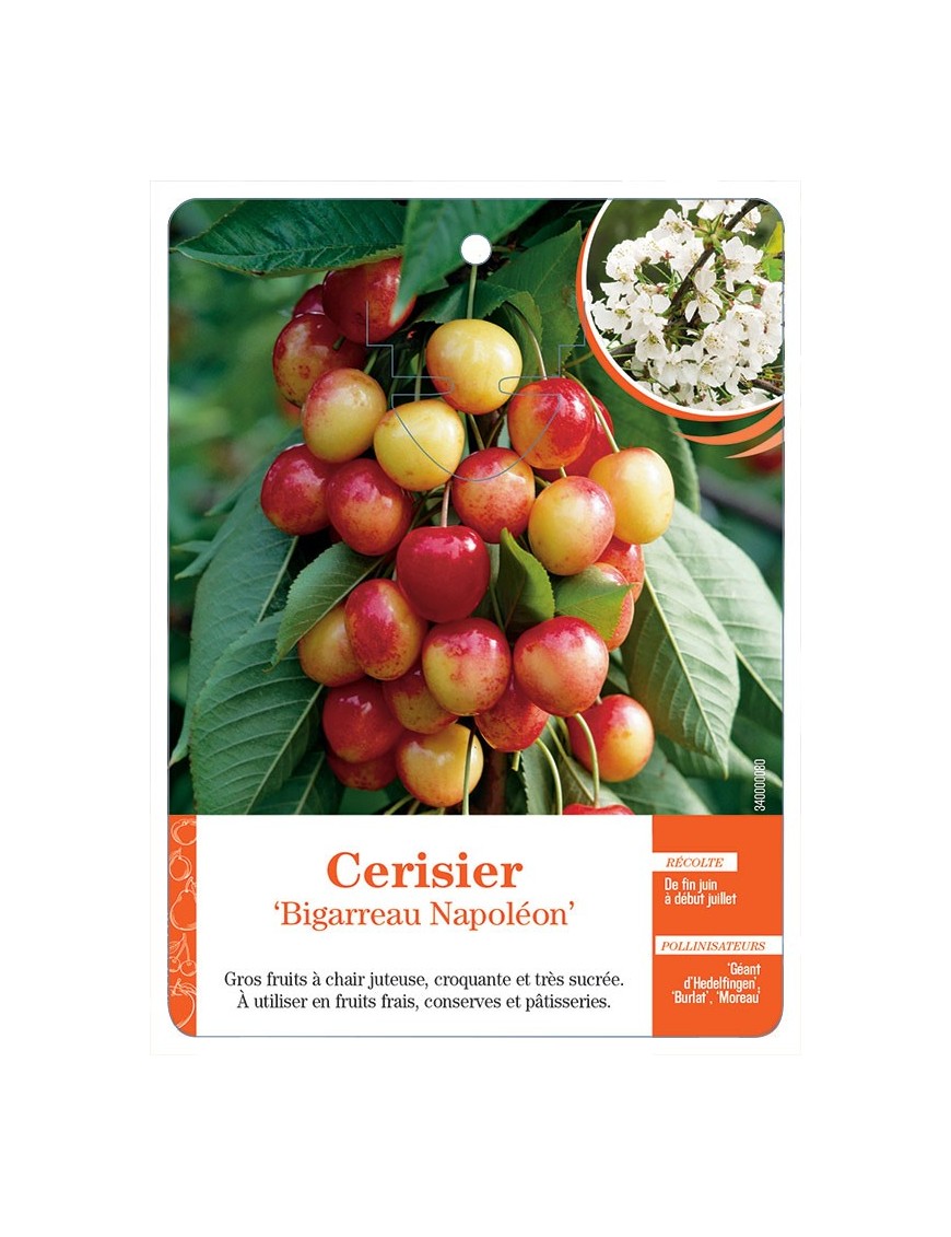 CERISIER ‘BIGARREAU NAPOLÉON’