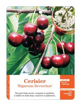 CERISIER ‘BIGARREAU REVERCHON’