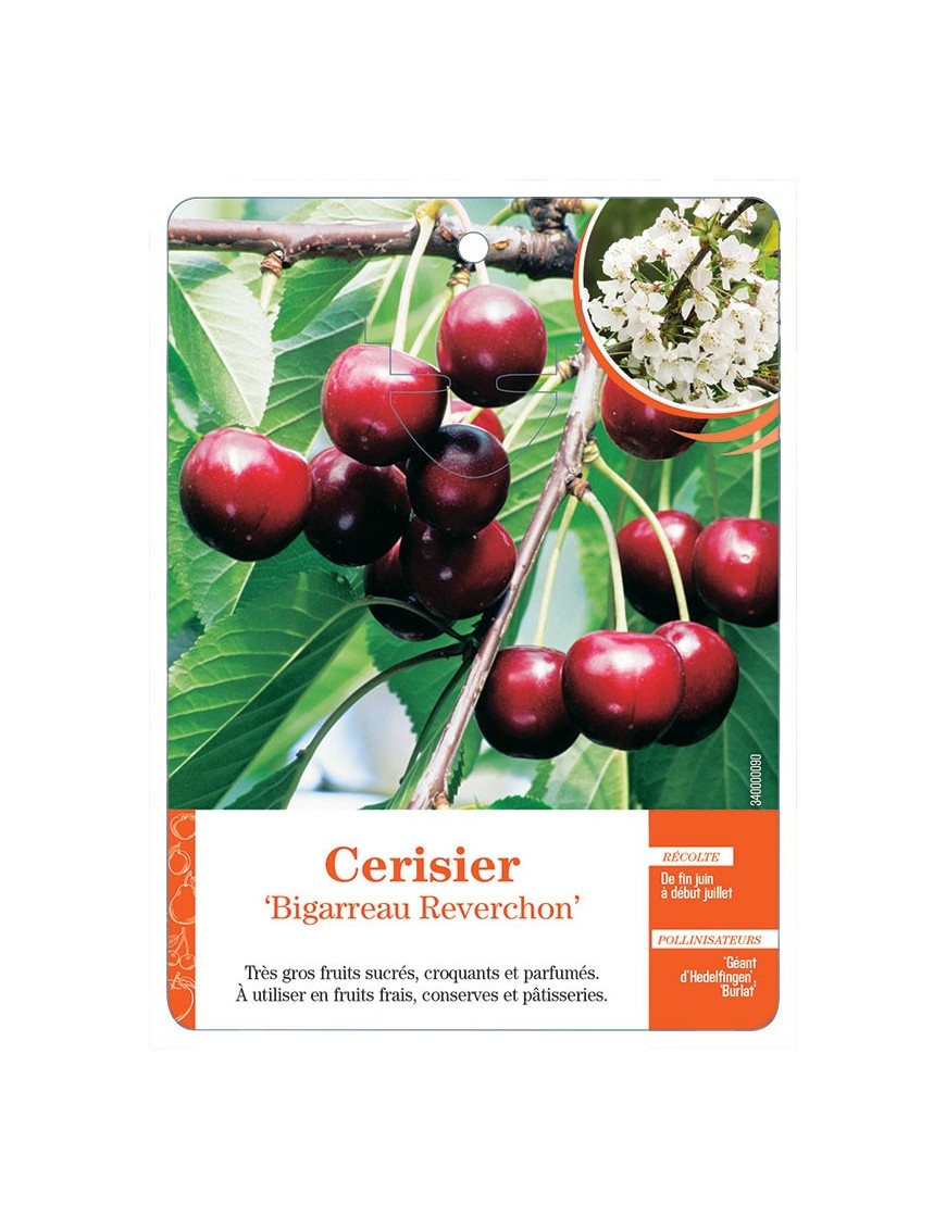 CERISIER ‘BIGARREAU REVERCHON’