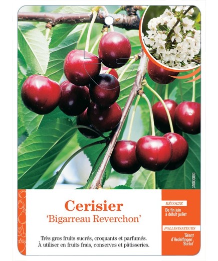 CERISIER ‘BIGARREAU REVERCHON’