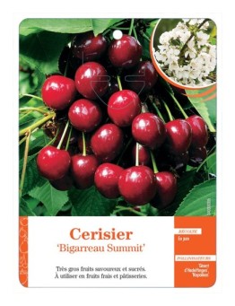 CERISIER ‘BIGARREAU SUMMIT’