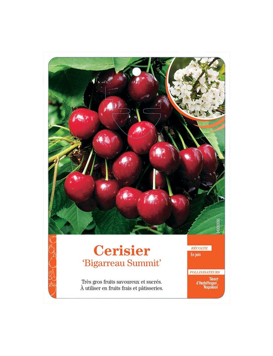 CERISIER ‘BIGARREAU SUMMIT’