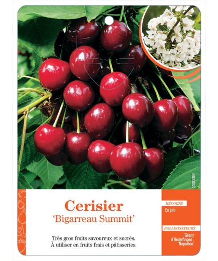 CERISIER ‘BIGARREAU SUMMIT’