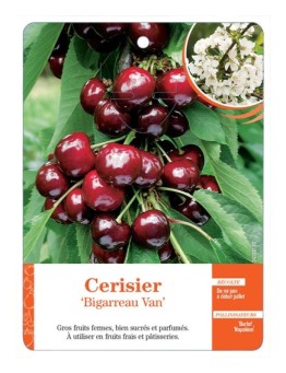CERISIER ‘BIGARREAU VAN’