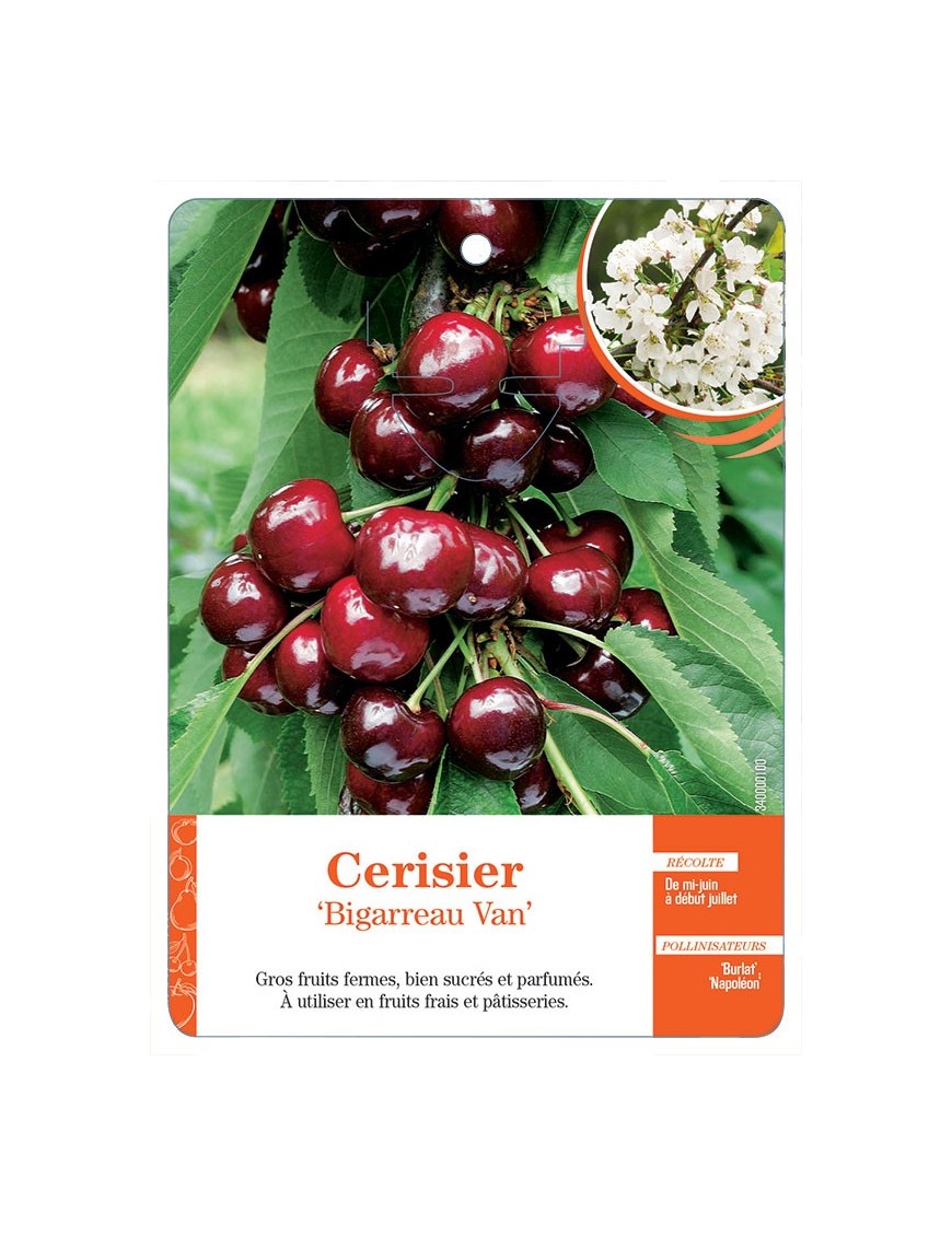 CERISIER ‘BIGARREAU VAN’
