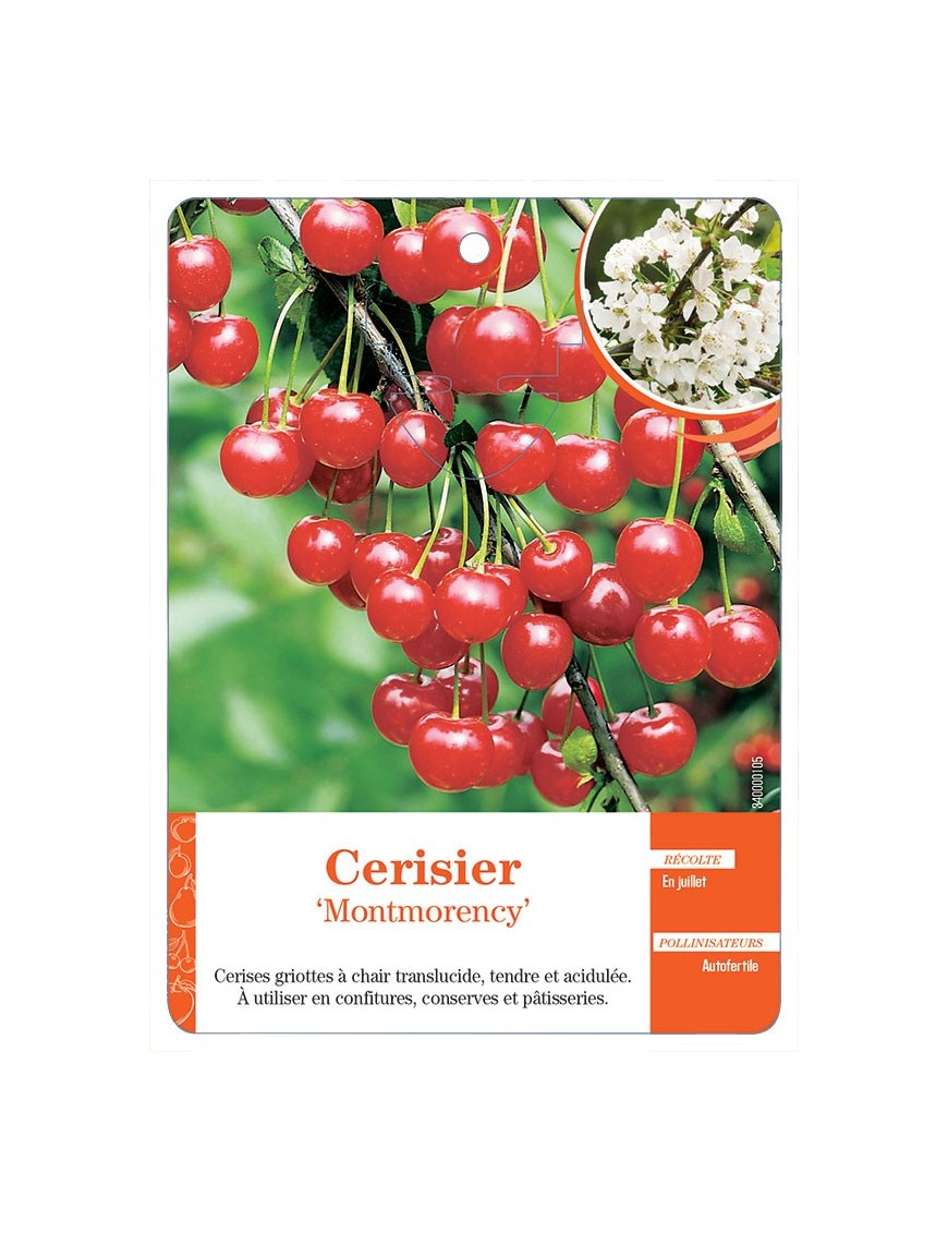 CERISIER ‘MONTMORENCY’ *