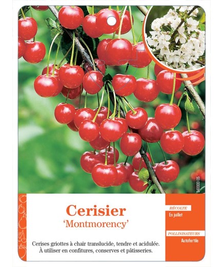 CERISIER ‘MONTMORENCY’ *