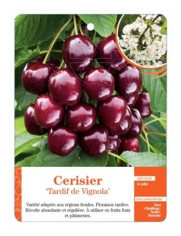 CERISIER ‘TARDIF DE VIGNOLA’ *