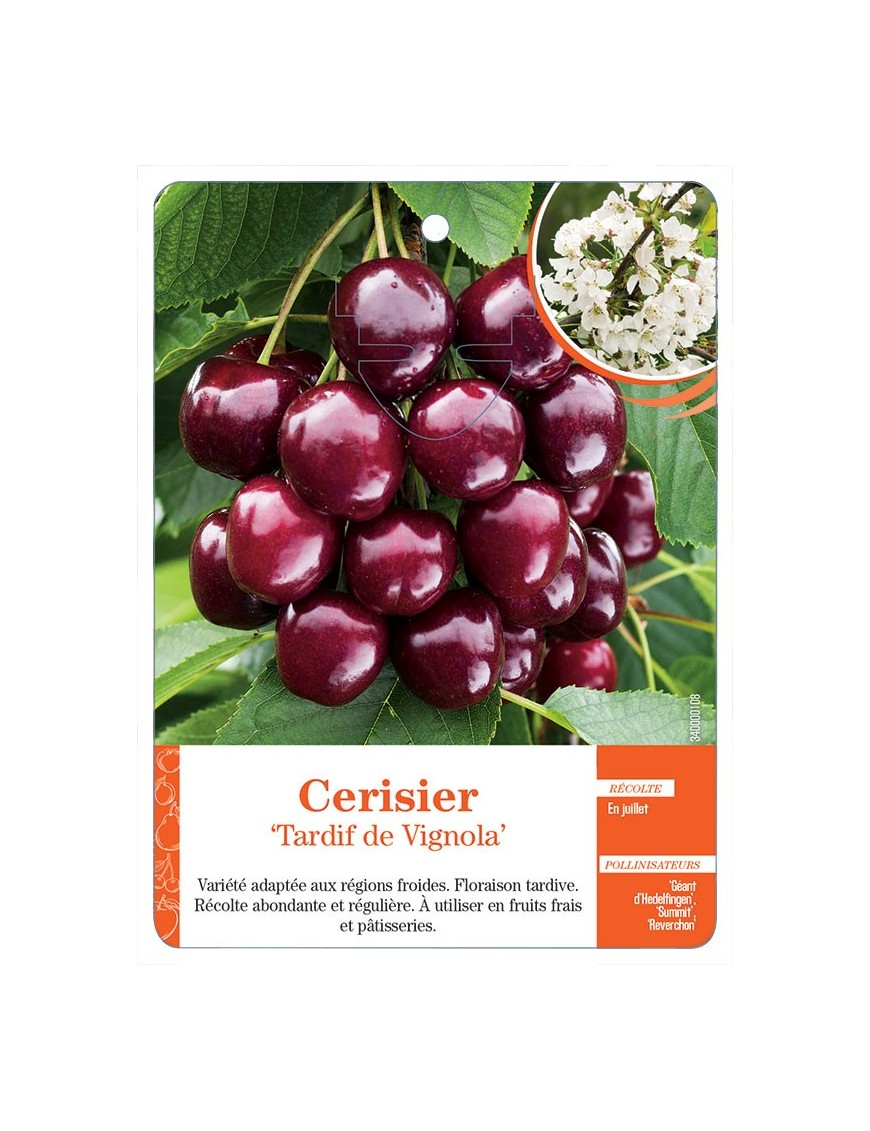 CERISIER ‘TARDIF DE VIGNOLA’ *