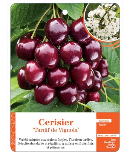 CERISIER ‘TARDIF DE VIGNOLA’ *