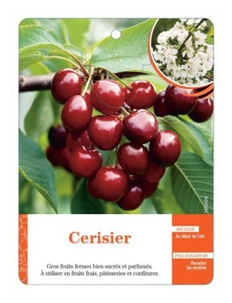 CERISIER (SANS NOM)