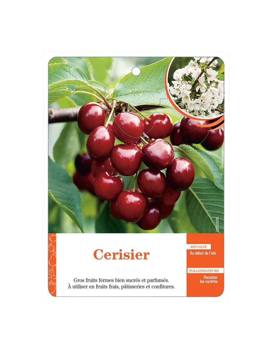 CERISIER (SANS NOM)